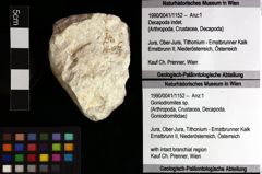 Foto (Objket + Etiketten) von Goniodromites sp. 